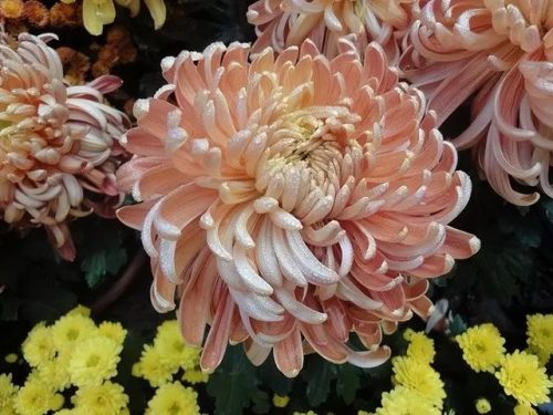 鲜花专用牌子排名前十(有没有比较好的鲜花品牌)插图17