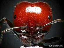 野蛮收获蚁(中国常见的50种蚂蚁图片)插图9