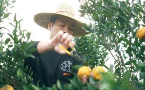 陈皮种植企业排名前十(陈皮树苗现在多少一颗)
