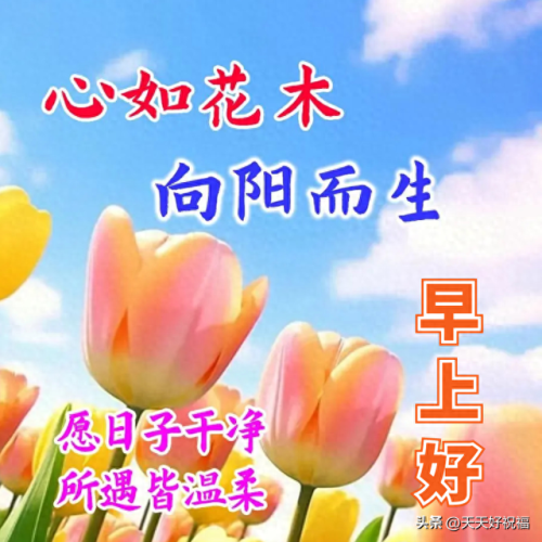 阳光早上好图片大全集(阳光早上好图片)插图