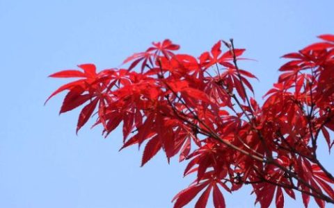 河南推荐树种排名前十(适合河南种的名贵树木排名)