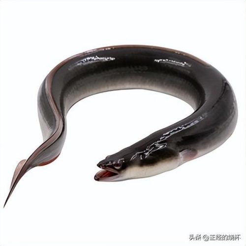 澳洲鳗鱼数量排名前十(澳洲野生淡水鳗鱼)插图3