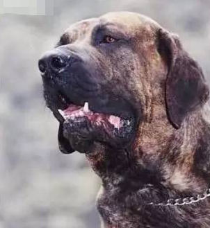 顶级巨型猛犬排名前十(十大巨型犬品种)插图7