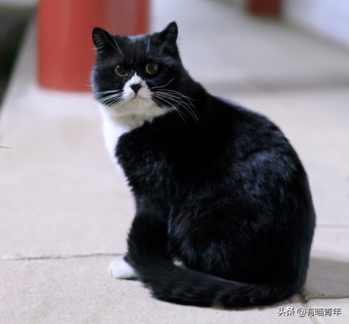 北大虐猫(北京大学学生流浪猫关爱协会)插图18