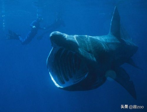 海洋鱼类(500个海洋动物名字)插图1
