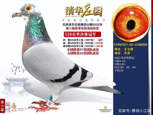 翔宇公棚赛鸽公棚春棚(翔宇赛鸽公棚秋棚)插图2