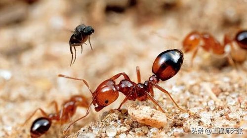 野蛮收获蚁(中国常见的50种蚂蚁图片)插图14