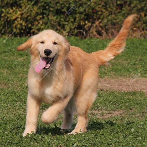 世界名犬品种排名前十(世界著名犬品种排名)插图1