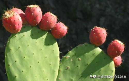 粉木耳什么意思(粉_木耳)插图12