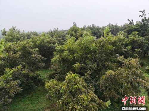 江苏省泗洪县(泗洪昨天发生的事)插图2