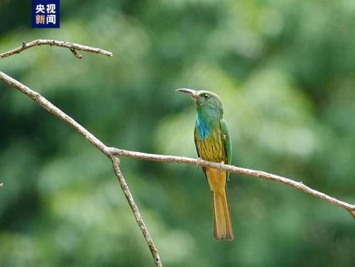 云南最美鸟类排名前十(云南鸟类大全以及名称)插图