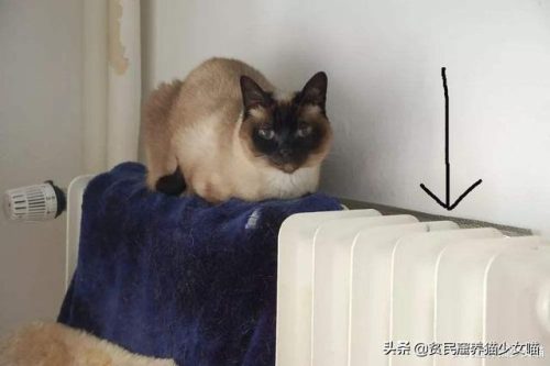 暹罗猫图片(暹罗猫多少钱一只)插图12