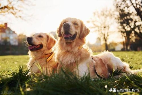 狗狗品像排名前十(狗狗多久可以看出品相)插图6