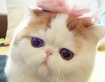 布偶猫品系排名前十(布偶属于什么档次的猫)插图5