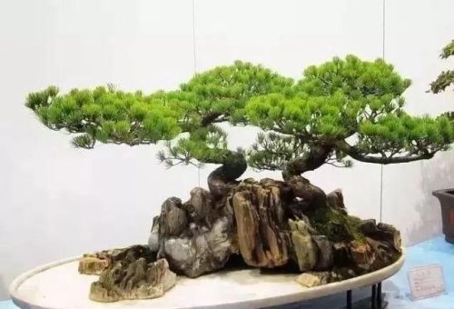 生活中的传统文化有哪些(老祖宗100条规矩)插图53
