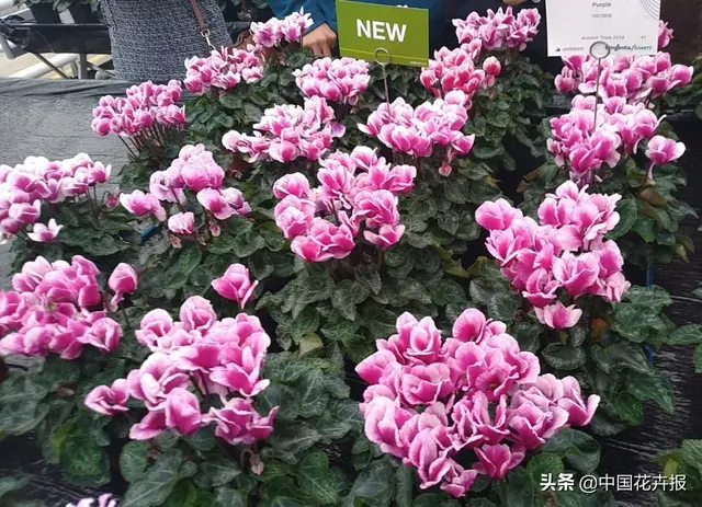 德国盆花公司排名前十(美国最大花卉园艺公司)插图3