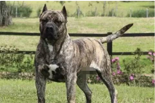 顶级巨型猛犬排名前十(十大巨型犬品种)插图12