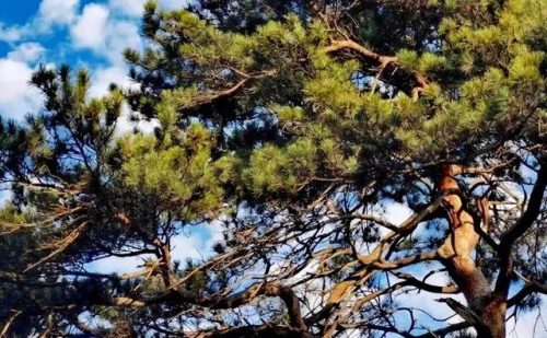 沈阳旅游景点大全(沈阳26个网红打卡地)插图34