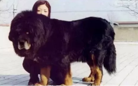 顶级巨型猛犬排名前十(十大巨型犬品种)插图3