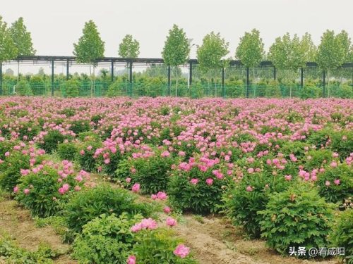 兴平旅游景区排名前十(兴平周边自驾一日游 免费)插图18