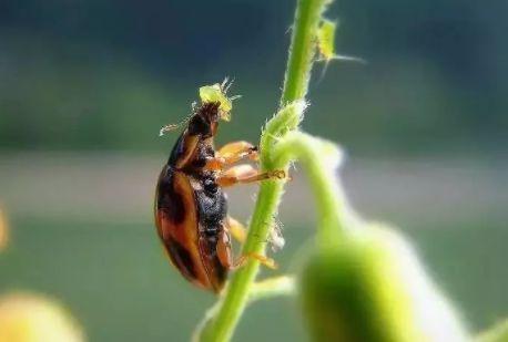 蔬菜克星排名前十图片(蔬菜相克大全图解)插图14