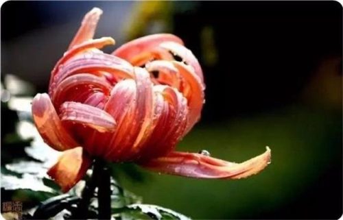 菊花图片大全(菊花图片怀念故人)插图39