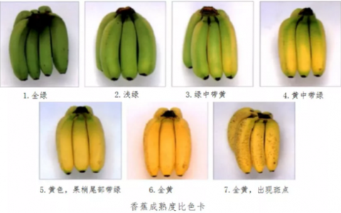 商业香蕉品种排名前十(香蕉最好的品种是哪种)