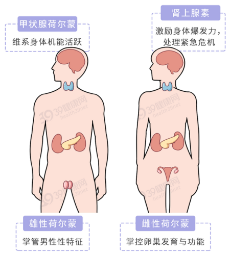 同志催情(rush是什么东西的中文名)插图5