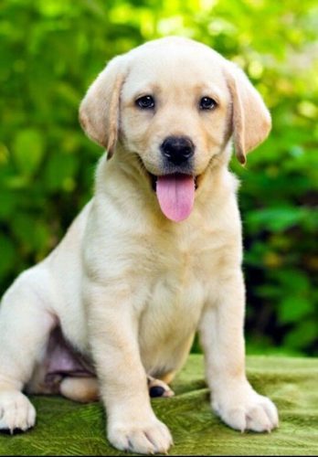 世界名犬品种排名前十(世界著名犬品种排名)插图4