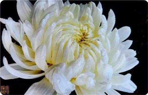 菊花图片大全(菊花图片怀念故人)插图45