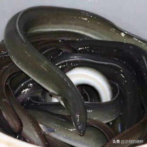 澳洲鳗鱼数量排名前十(澳洲野生淡水鳗鱼)插图15