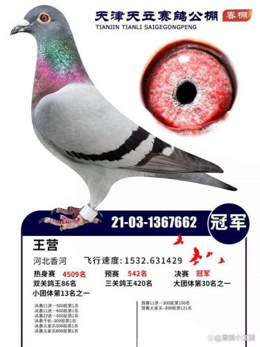 翔宇公棚赛鸽公棚春棚(翔宇赛鸽公棚秋棚)插图1