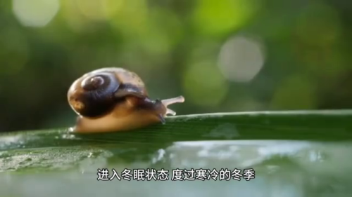 冬眠的动物排名前十(动物怎么过冬的方式)插图3