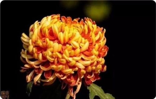 菊花图片大全(菊花图片怀念故人)插图21