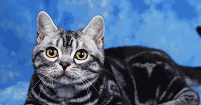 布偶猫品系排名前十(布偶属于什么档次的猫)插图
