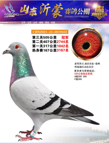 翔宇公棚赛鸽公棚春棚(翔宇赛鸽公棚秋棚)插图6