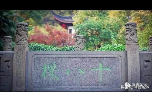 常用茶道排名前十(十大茶叶)插图24