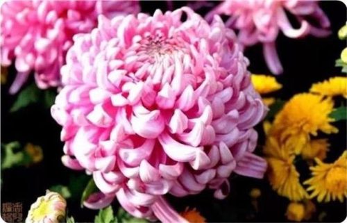 菊花图片大全(菊花图片怀念故人)插图49