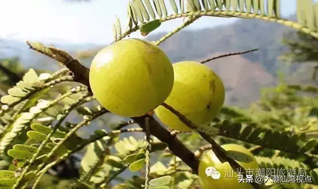 潮阳老牌小吃排名前十(潮阳棉城美食地点)插图19