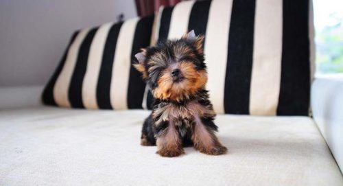 茶杯贵宾犬(最小的小型犬)插图5