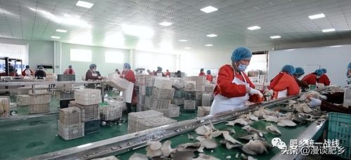 邯郸菌类公司排名前十(中国最好吃的菌类排名)插图2