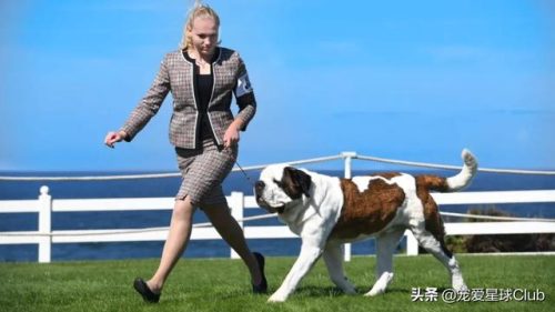 圣伯纳犬(圣伯纳犬电影)插图8