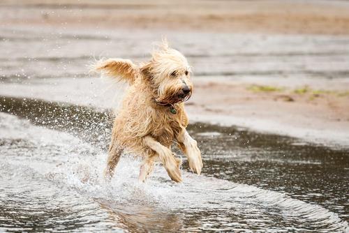 排名前十最好的犬(最通人性的犬排名)插图6