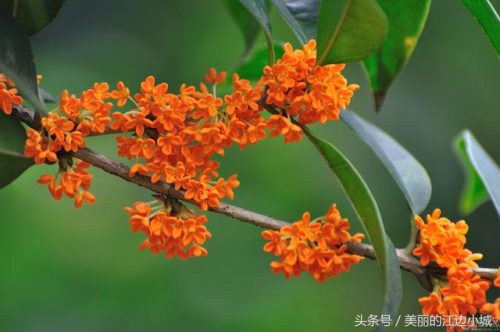 各个城市的市花(全国城市市花一览表)插图6
