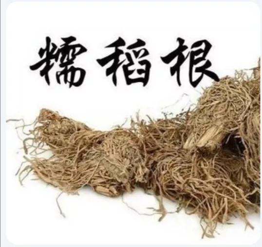 糯稻根须(糯稻根须用量)插图