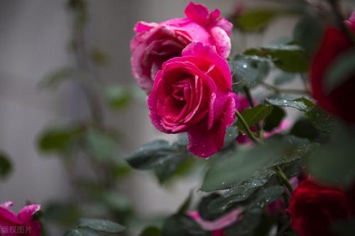 中国鲜花产地排名前十(中国三大鲜花产地)插图2
