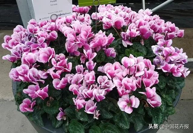 德国盆花公司排名前十(美国最大花卉园艺公司)插图4