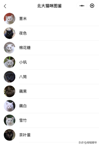 北大虐猫(北京大学学生流浪猫关爱协会)插图4