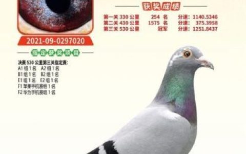 翔宇公棚赛鸽公棚春棚(翔宇赛鸽公棚秋棚)