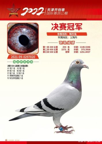 翔宇公棚赛鸽公棚春棚(翔宇赛鸽公棚秋棚)插图